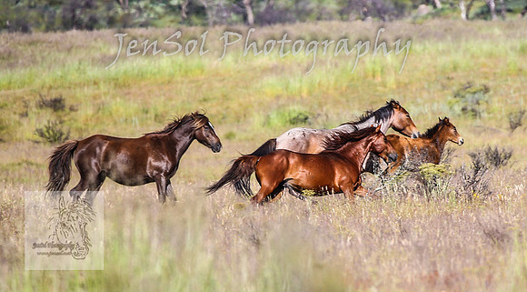 WednesdayBrumbiesAM_0163
