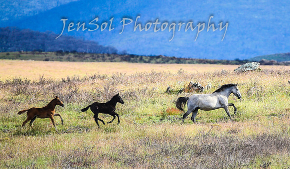 TuesdayBrumbies_0159