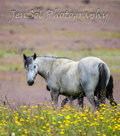 TuesdayBrumbies_0017