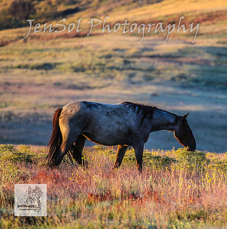 SundayBrumbies_0030