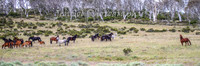 MondayBrumbiesPM_0075