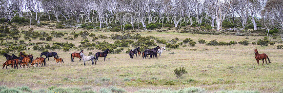 MondayBrumbiesPM_0075