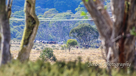 EasterBullocks2019_0169