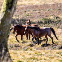 EasterBullocks2019_0121