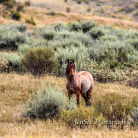 EasterBullocks2019_0060