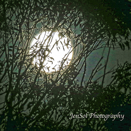 EasterBullocks2019_0292