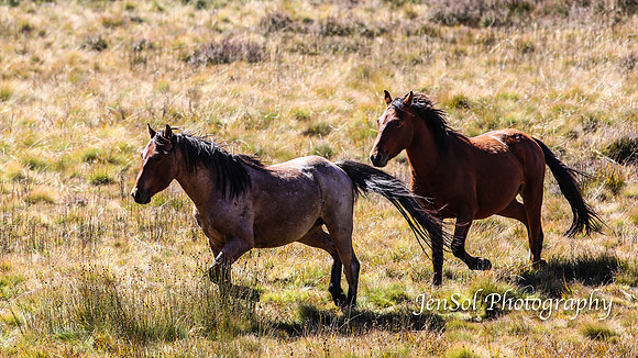 EasterBullocks2019_0132