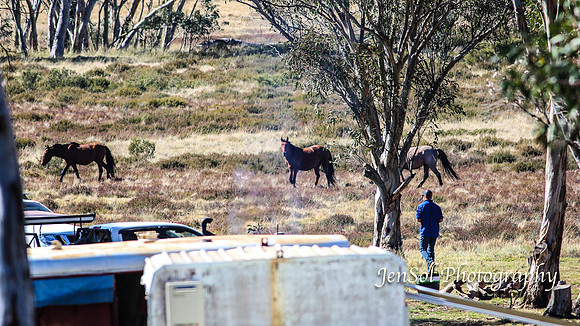 EasterBullocks2019_0150