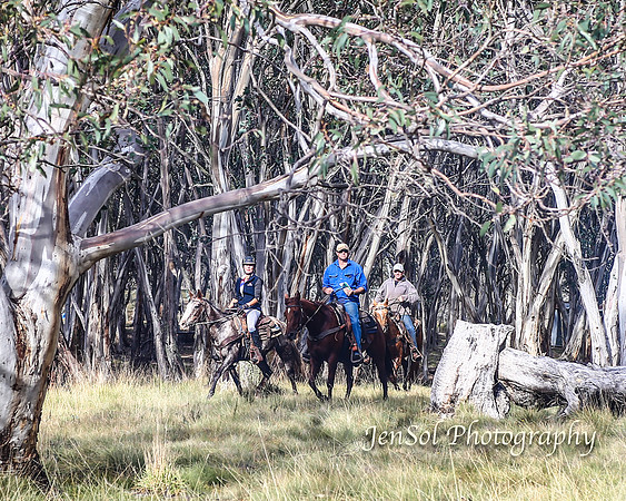 EasterBullocks2019_0253