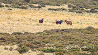 EasterBullocks2019_0083