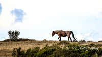EasterBullocks2019_0098