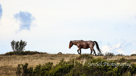 EasterBullocks2019_0098