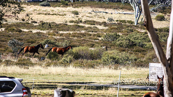 EasterBullocks2019_0141