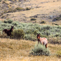 EasterBullocks2019_0057