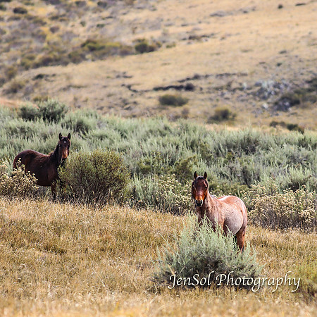 EasterBullocks2019_0057