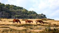 EasterBullocks2019_0088