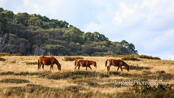 EasterBullocks2019_0088