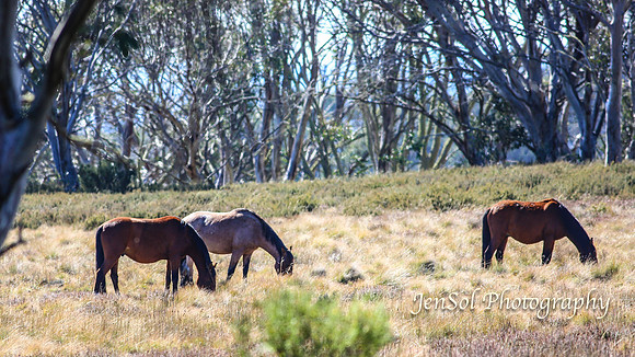 EasterBullocks2019_0161