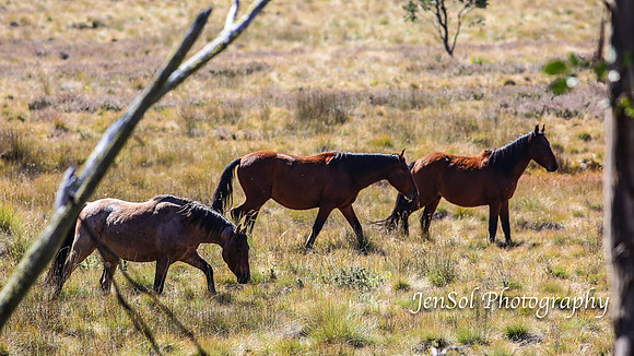 EasterBullocks2019_0126