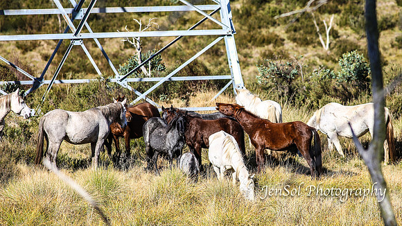 EasterBullocks2019_0189