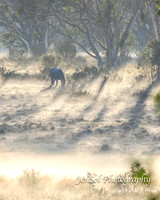 EasterBullocks2019_0001