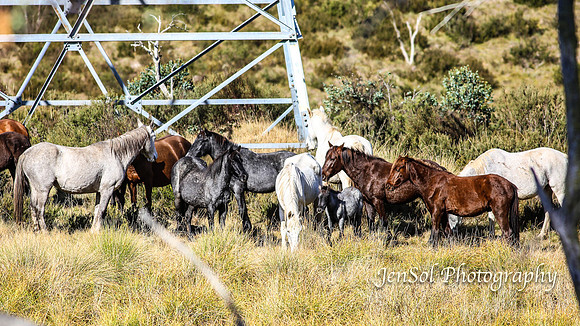 EasterBullocks2019_0180