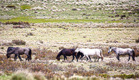 BrumbiesDec18_0012