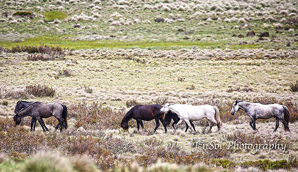 BrumbiesDec18_0012