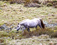 BrumbiesDec18_0064