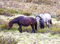 BrumbiesDec18_0047