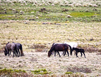 BrumbiesDec18_0007