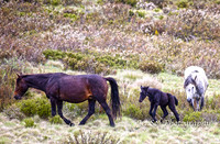 BrumbiesDec18_0049