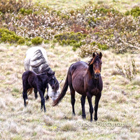 BrumbiesDec18_0033