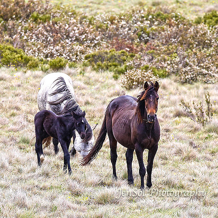 BrumbiesDec18_0033