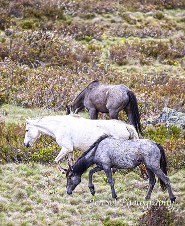 BrumbiesDec18_0043