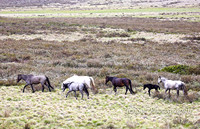 BrumbiesDec18_0060