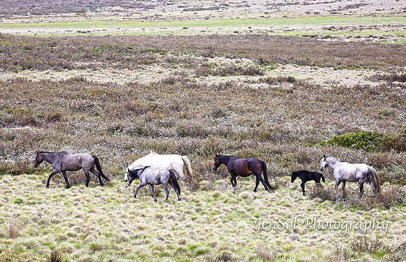 BrumbiesDec18_0060