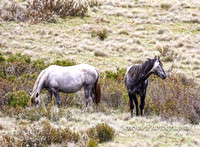 BrumbiesDec18_0029