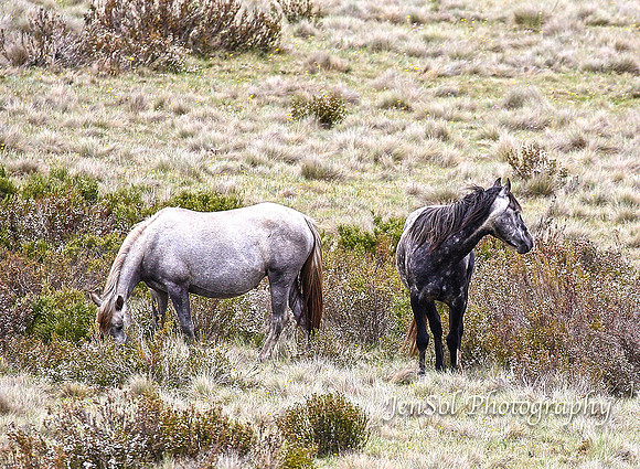 BrumbiesDec18_0029