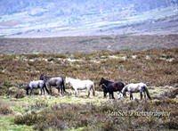 BrumbiesDec18_0073
