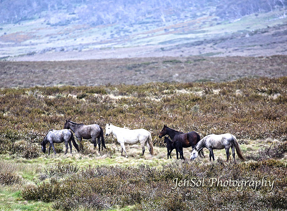 BrumbiesDec18_0073