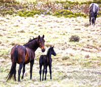 BrumbiesDec18_0041