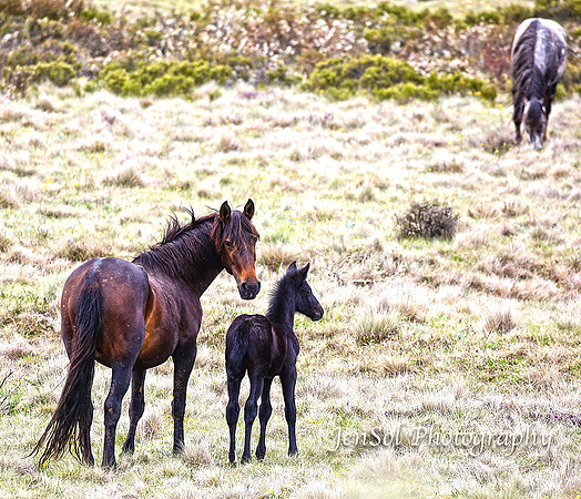 BrumbiesDec18_0041