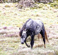 BrumbiesDec18_0066