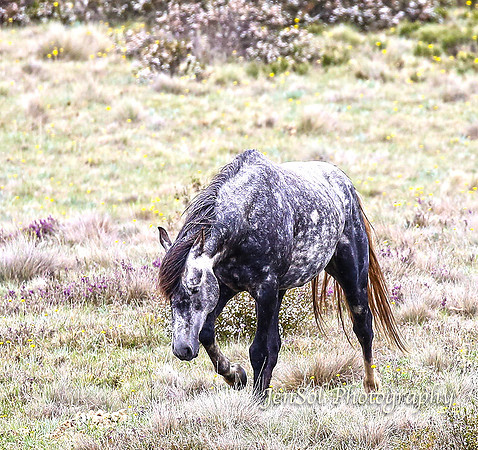 BrumbiesDec18_0066