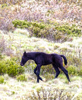 BrumbiesDec18_0052