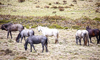 BrumbiesDec18_0025