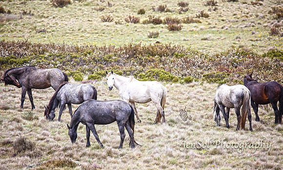 BrumbiesDec18_0025