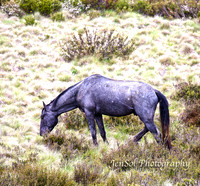 BrumbiesDec18_0061