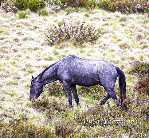 BrumbiesDec18_0061